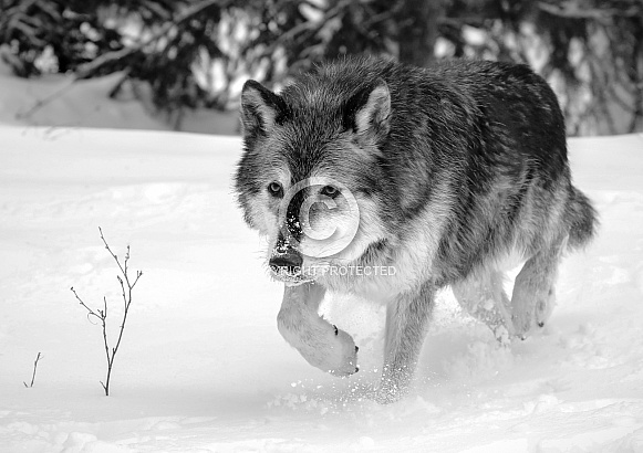 Wolf Wolf