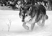 Wolf
