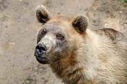 Brown bear (ursus arctos)