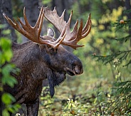 Head shot profile of a moose in the woods