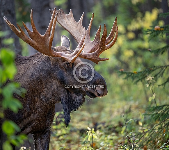 Head shot profile of a moose in the woods
