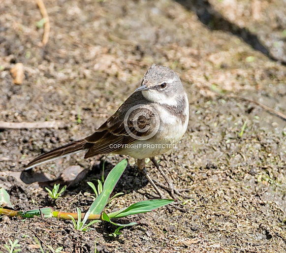 Juvenile Cape Wagtail