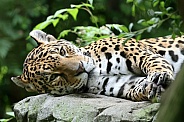 Jaguar (Panthera Onca)