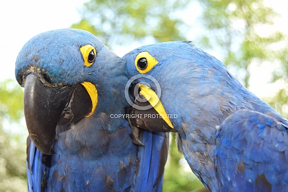 Bonding hyacinth macaw parrots