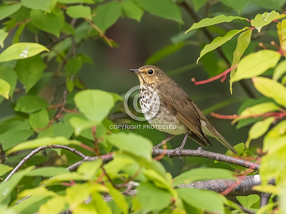 Swainson's Thrush in the Chokecherry Tree Swainson's Thrush in the Chokecherry Tree