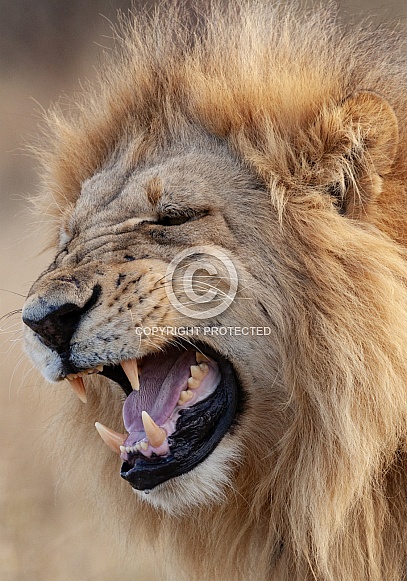 Male Lion - Botswana