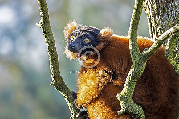 Red lemur Red lemur