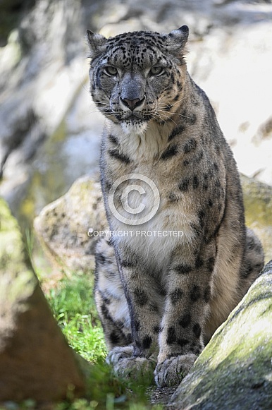 Snowleopard