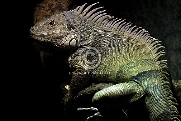 Iguana Iguana