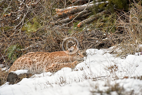 Siberian Lynx (Juvenile)