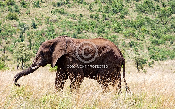 Young African Elephant