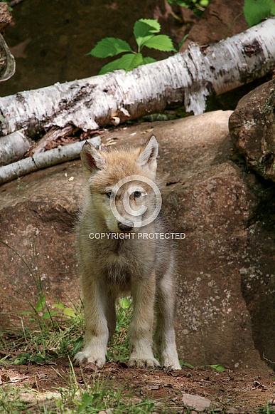 Wolf and Wolf Pups