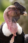 Andean Condor Portrait Side Profile