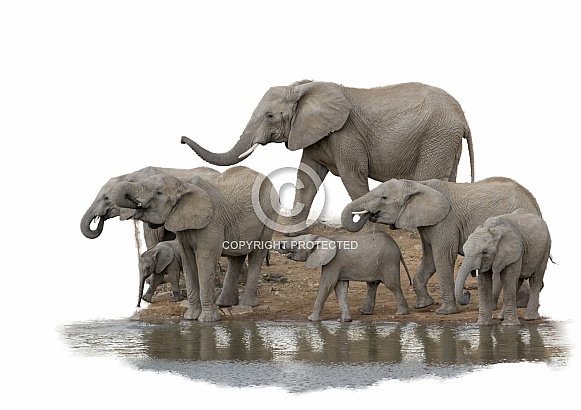 African Elephants