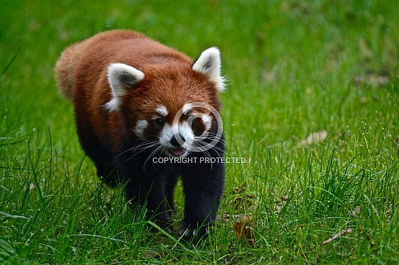 Red Panda Red Panda