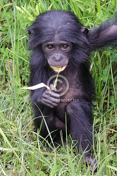 Bonobo (Pan Paniscus)