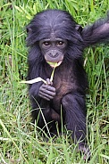Bonobo (Pan Paniscus)