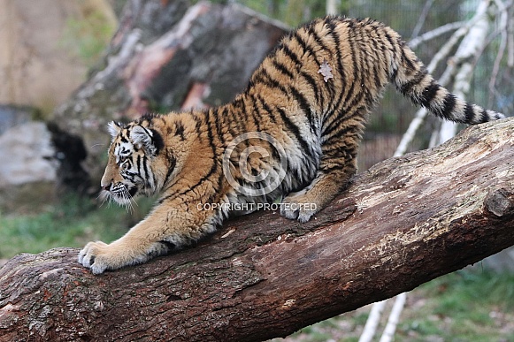 Siberian tiger cub