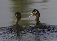 Red-necked Grebe Pair