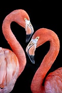 Flamingo (PHOENICOPTERUS RUBER)