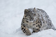 Snow Leopard