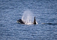 Orca Killer Whales