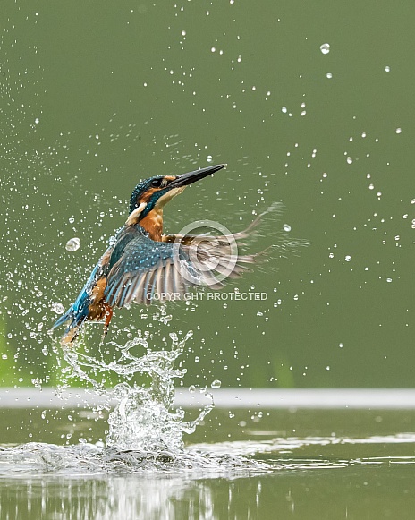 Common Kingfisher Emerging from the Water