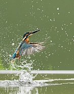 Common Kingfisher Emerging from the Water