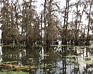 Lake with Cypress trees