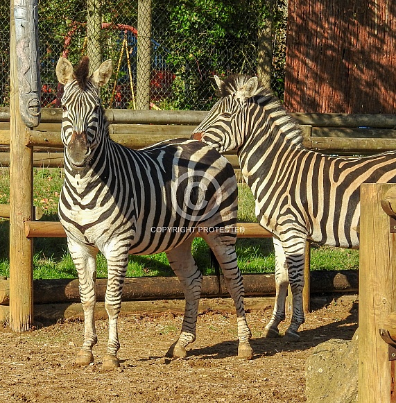 Zebra