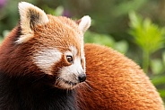 Red Panda Side Profile