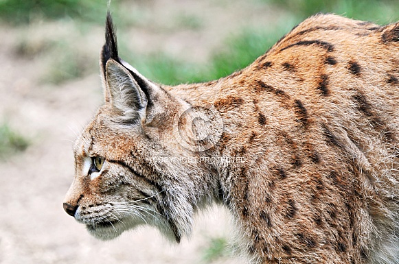 Lynx