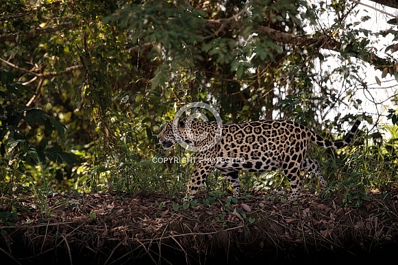 American jaguar in the nature habitat
