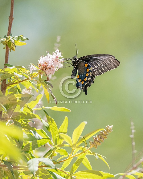 A Pipevine Swallowtail Butterfly Battus Philenor