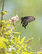 A Pipevine Swallowtail Butterfly Battus Philenor