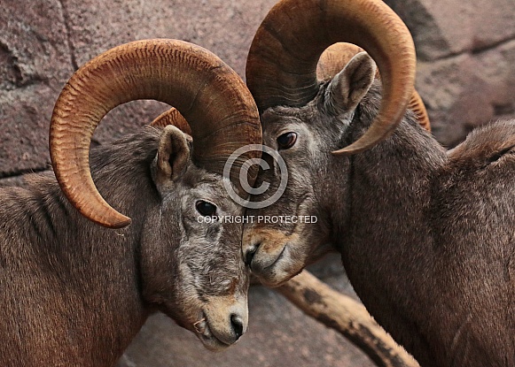 Bighorn Sheep