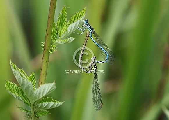 White legged Damselfly