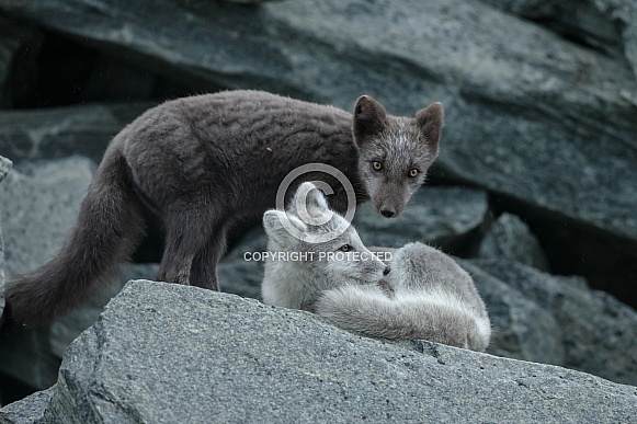 Arctic fox