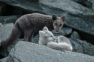 Arctic fox