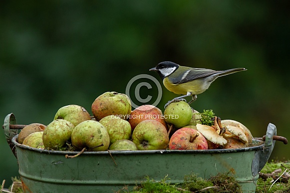 Great tit on a bucket Great tit on a bucket
