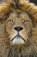 Serious lion