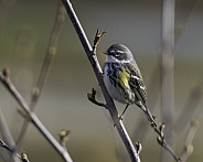 Myrtle Yellow-rumped Warbler in Fairbanks, Alaska