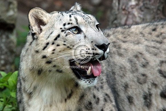 Snowleopard