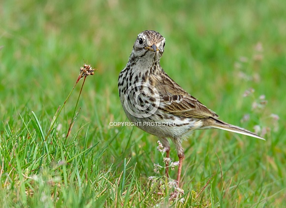 Meadow Pipit Meadow Pipit