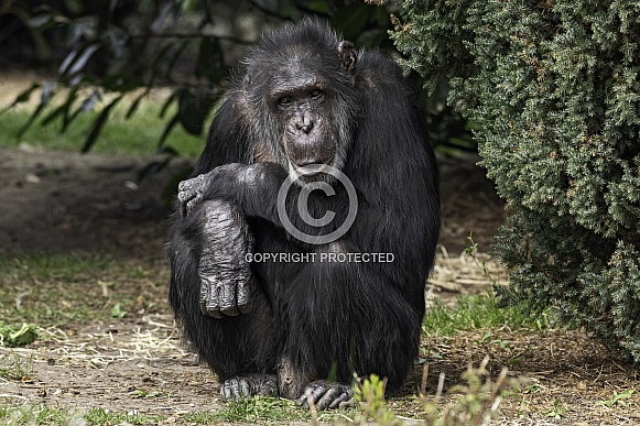 Chimpanzee Full Body Shot Sitting Upright