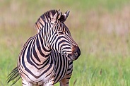Zebra, South Africa