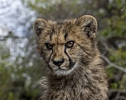 Cheetah Cub - 5 Months Old
