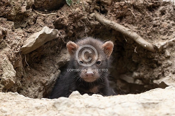 Bush Dog