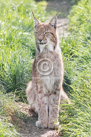 Northern Eurasian Lynx in Grass