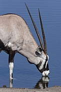 Gemsbok (Oryx gazella) drinking at a waterhole